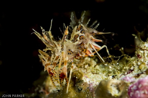 Tiger Shrimp by John Parker 